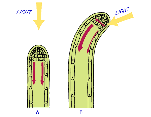 95 Control Of Plant Growth By Auxins, Weedkillers Biology Notes - 580x450 - gif Auxin Effects